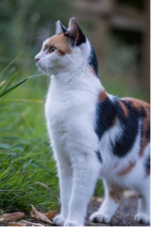 a beautiful cat stalks its prey by listening with every fibre of its being.